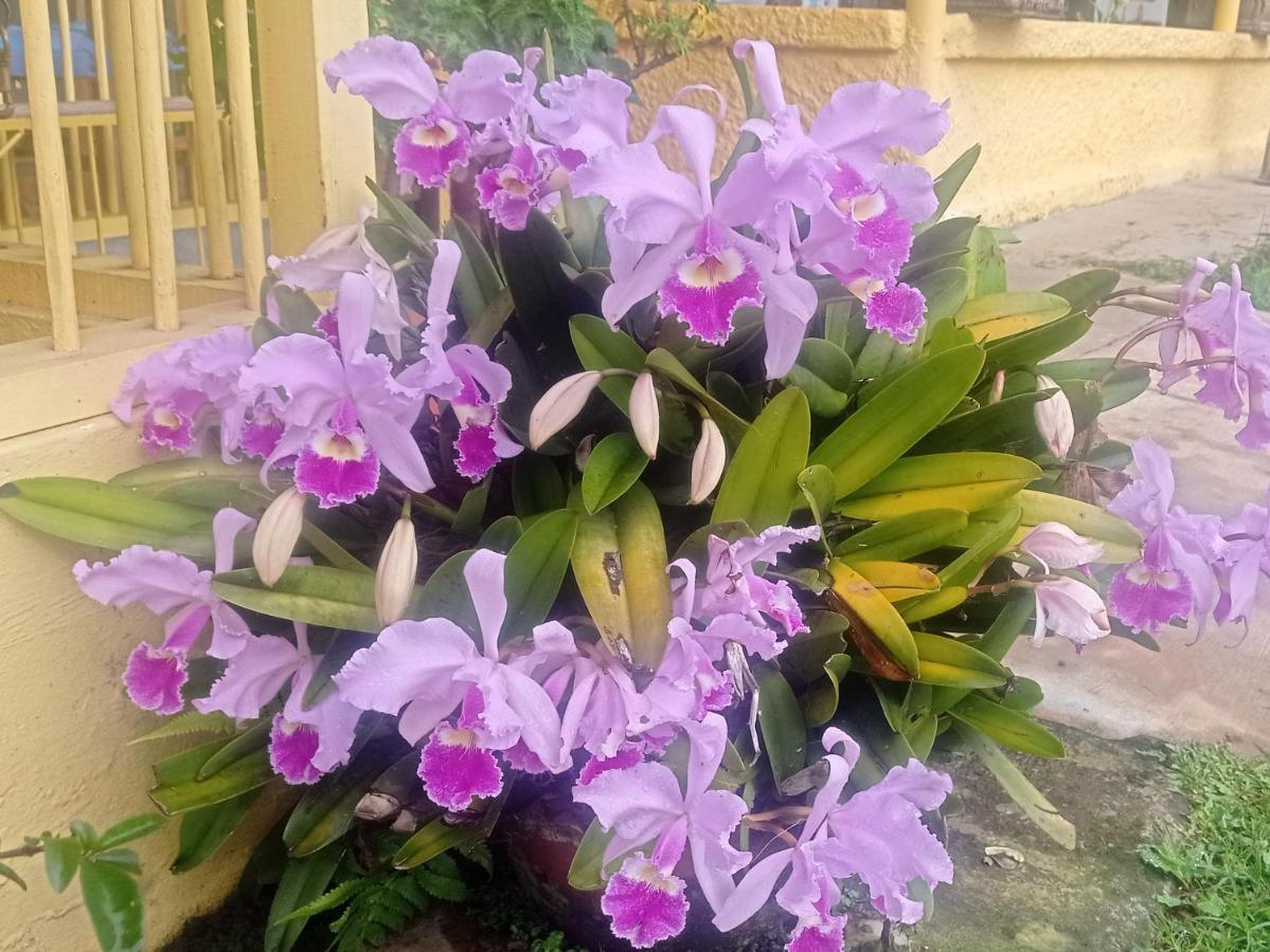Rural Consentido * Jardín