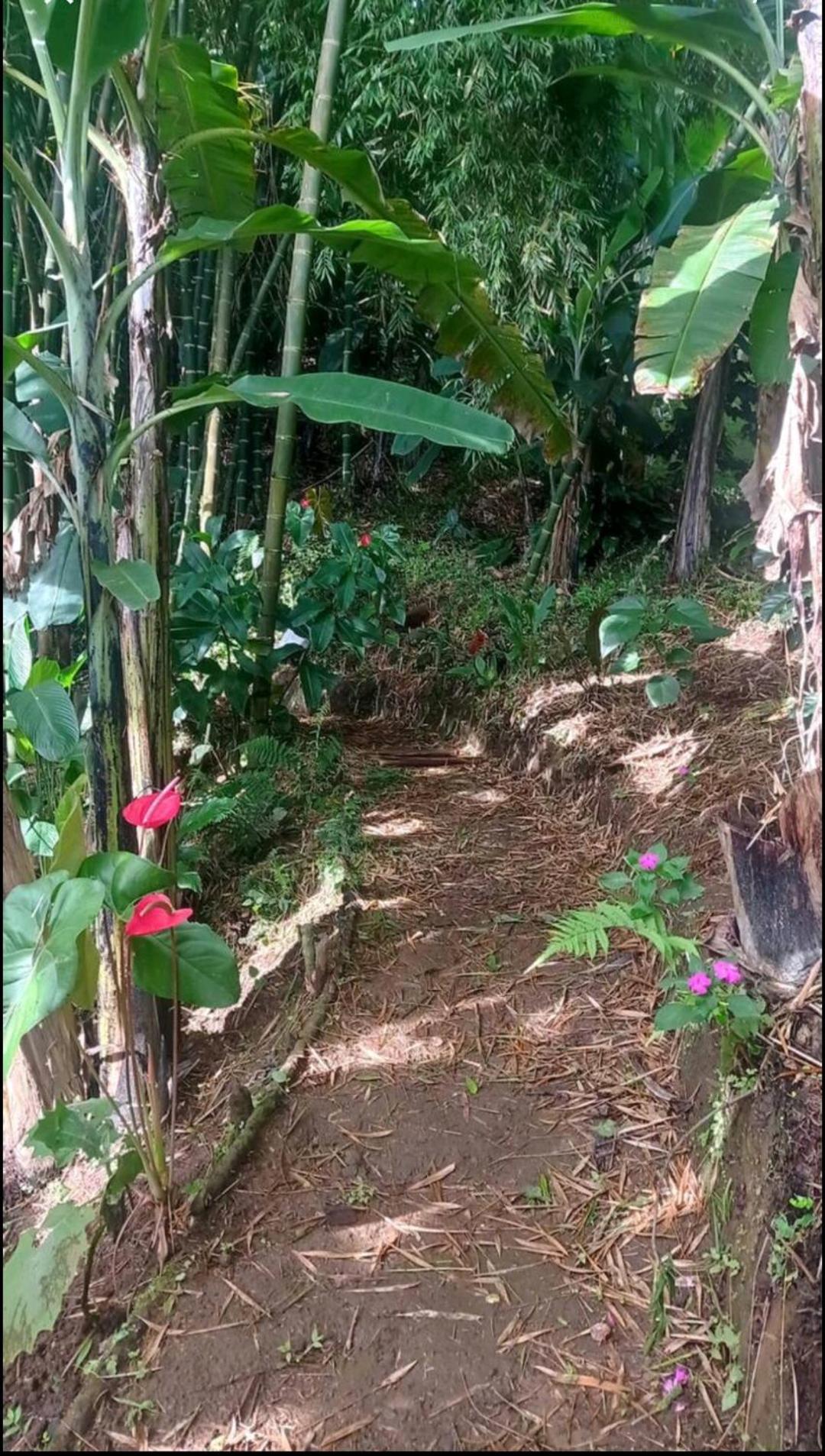 Séjour à la campagne Rural Consentido Jardín