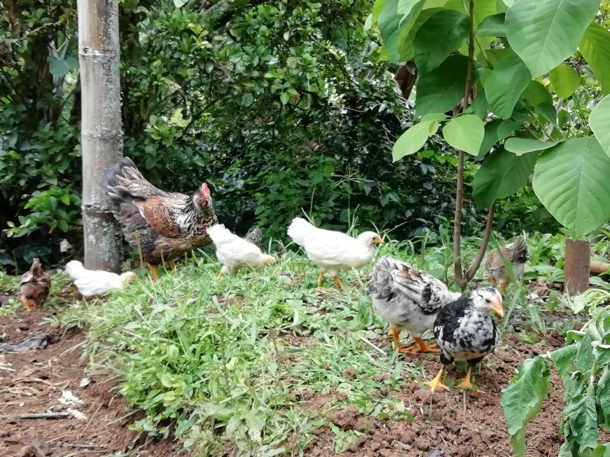 Séjour à la campagne Rural Consentido Jardín